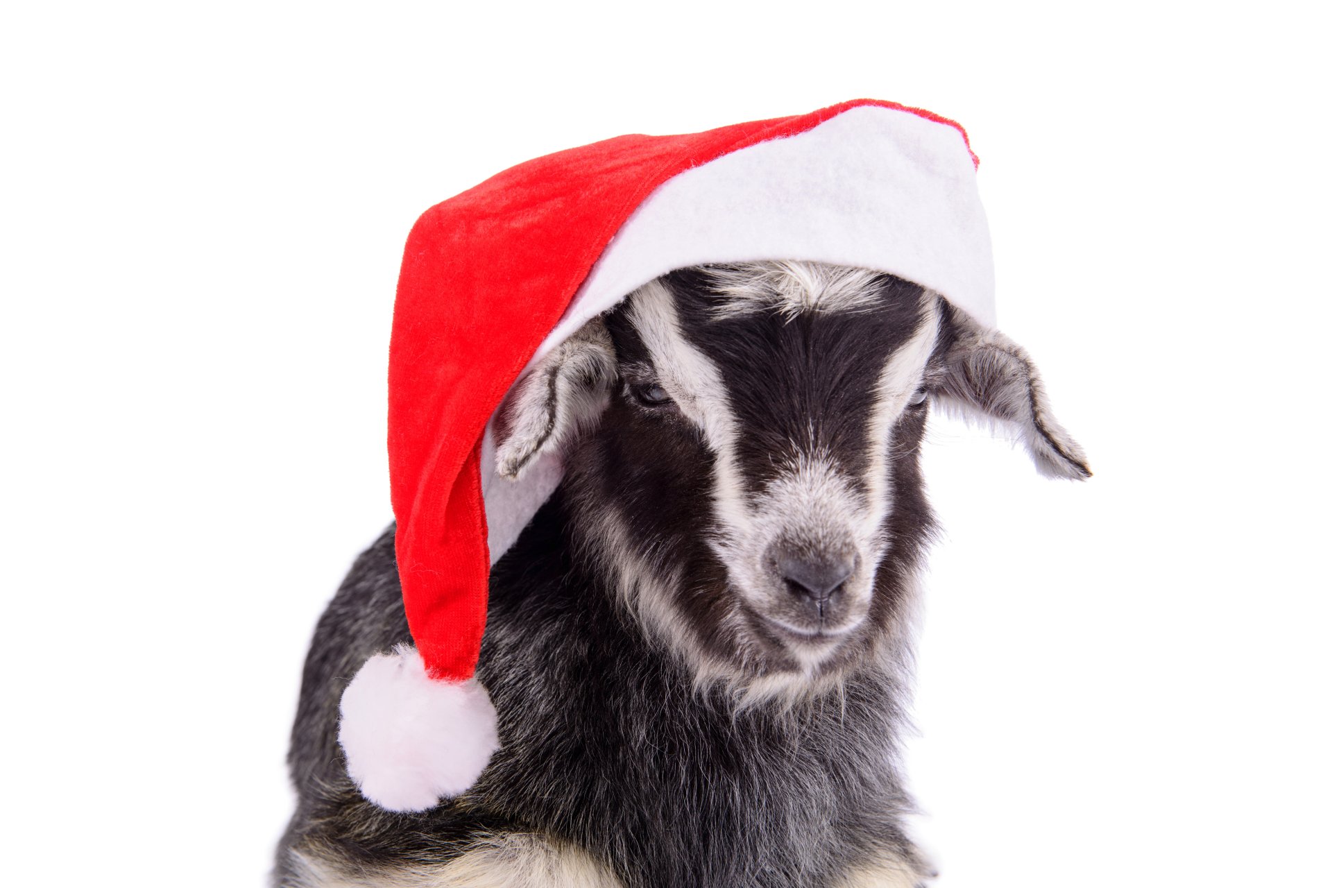 2015 new year goat santa hat year of the goat hat