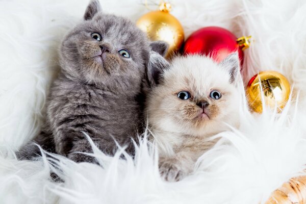 Zwei Katzen mit Weihnachtskugeln