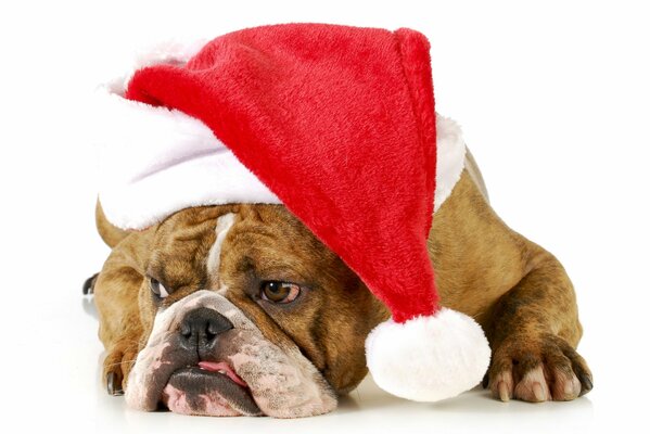 English bulldog in a red Christmas hat