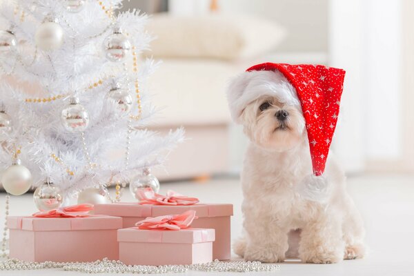 Perro con gorra de Santa Claus