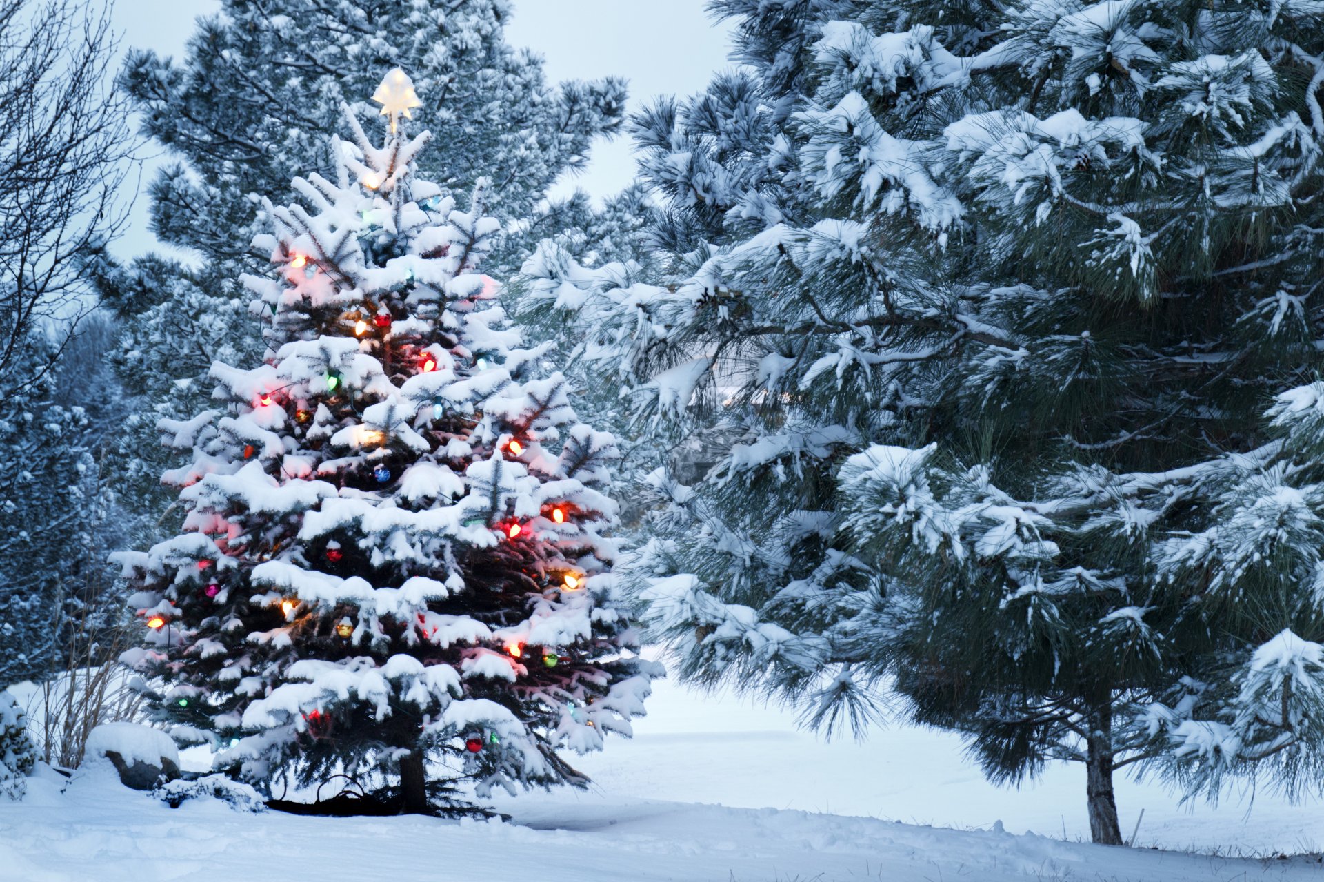 hiver neige parc arbre de noël décoration