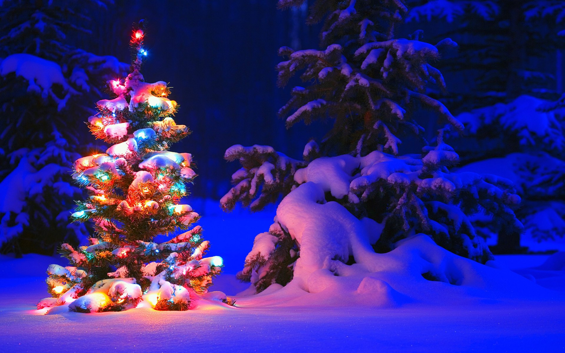 neve lanterne albero foresta inverno alberi abete albero di natale inverno luci gerland luce notte