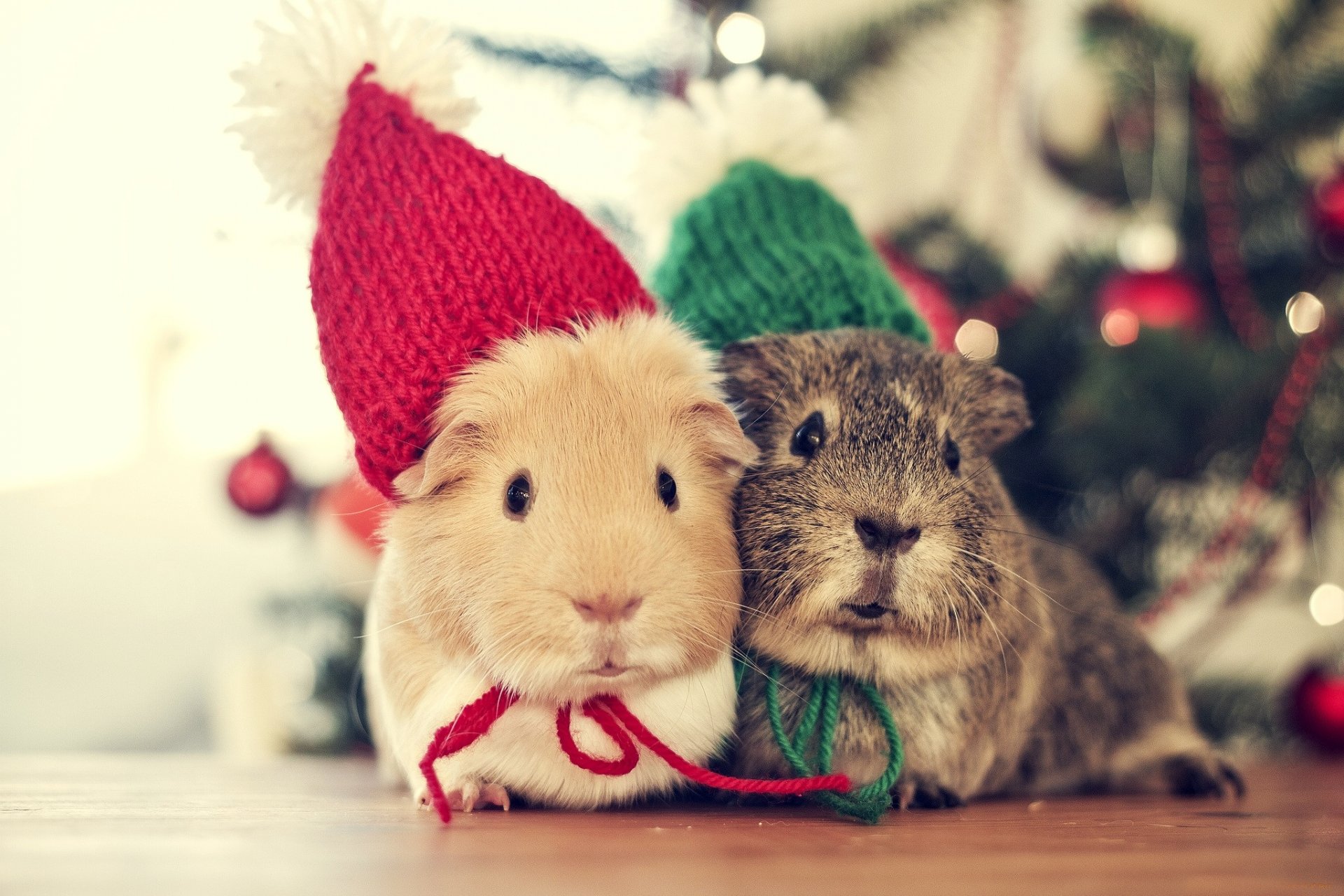 weihnachten tierisch bokeh baum neues jahr bunt vintage verliebt verliebt winter urlaub maus bunt vintage liebe winter kalt gemütlich urlaub maus süß tiere