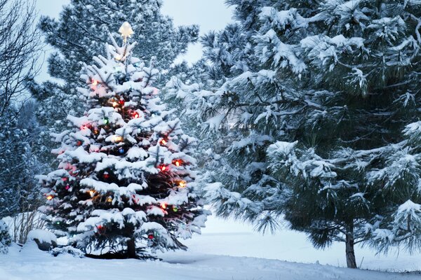 Tenso árbol de Navidad en el bosque en invierno