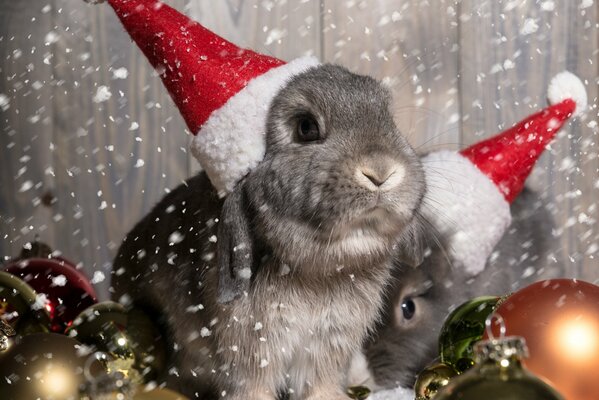 Christmas bunnies in the snow