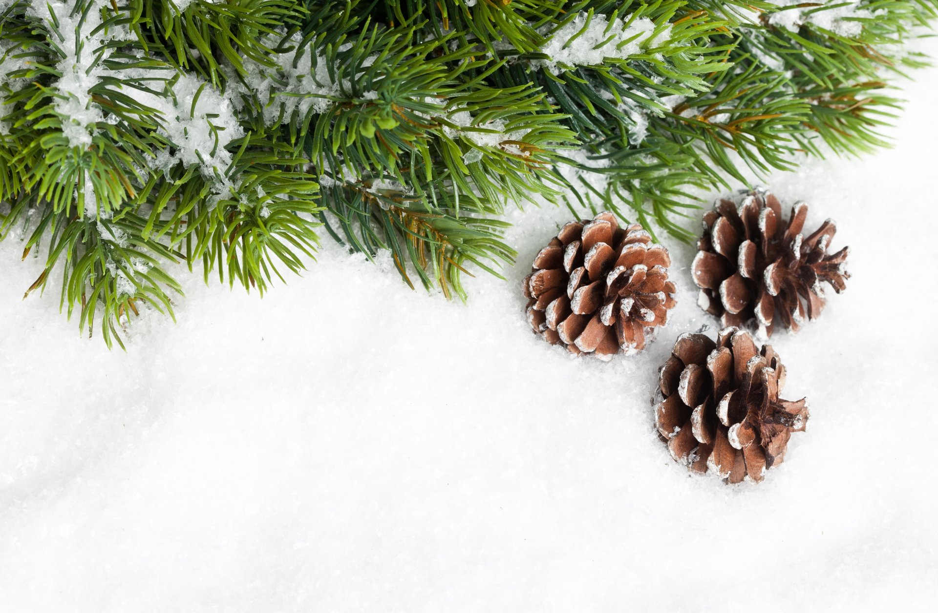 zapfen zweig nadeln weihnachtsbaum tanne schnee neujahr weihnachten