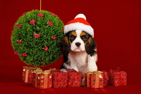 Chien avec des cadeaux pour le nouvel an