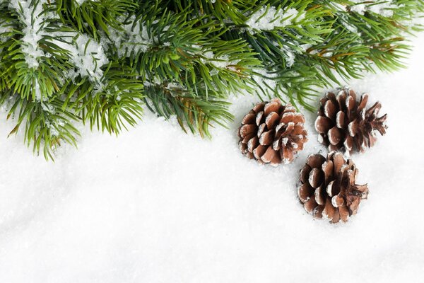 Branche d arbre de Noël avec des cônes et de la neige