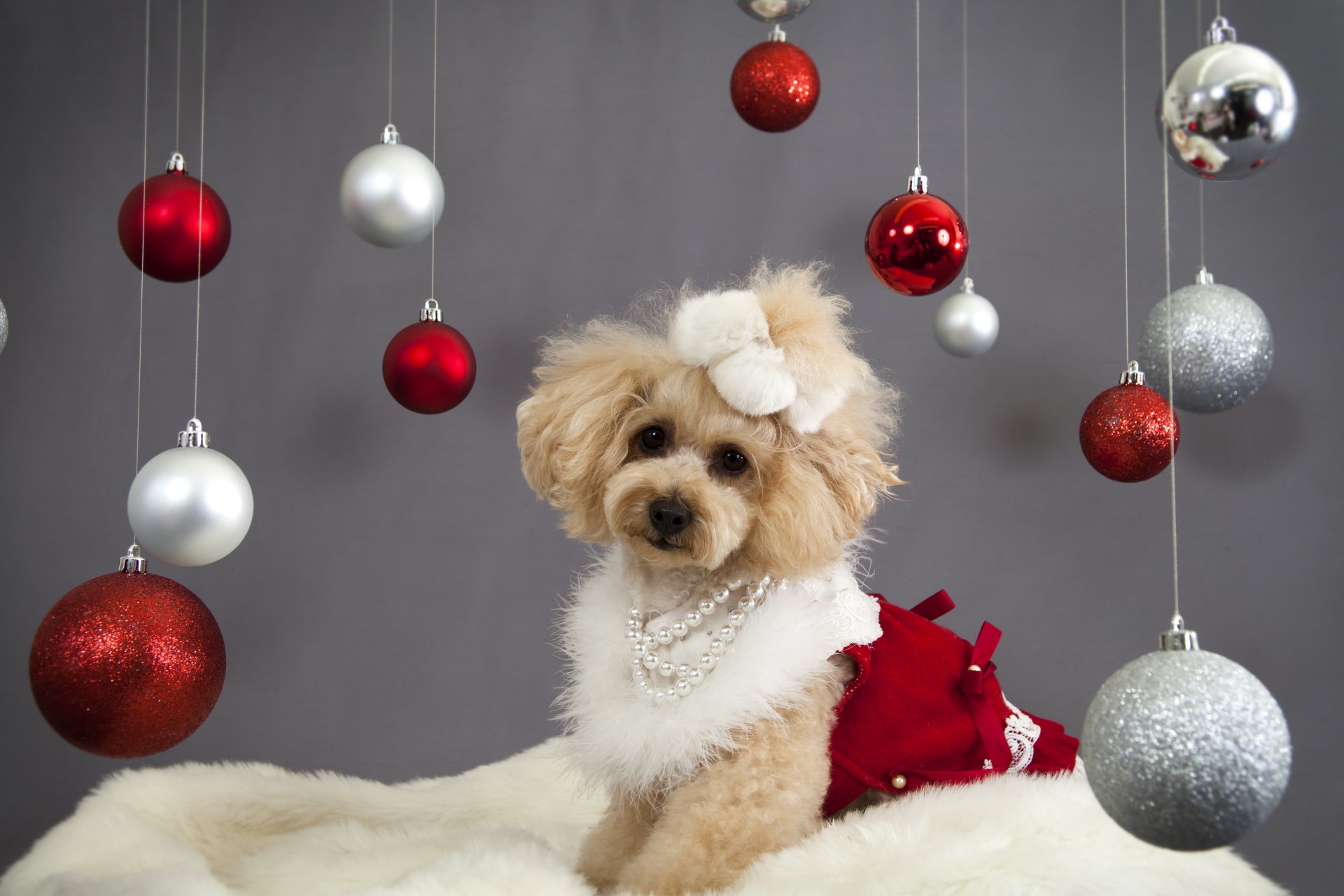 nuovo anno natale vacanza palle decorazione cane