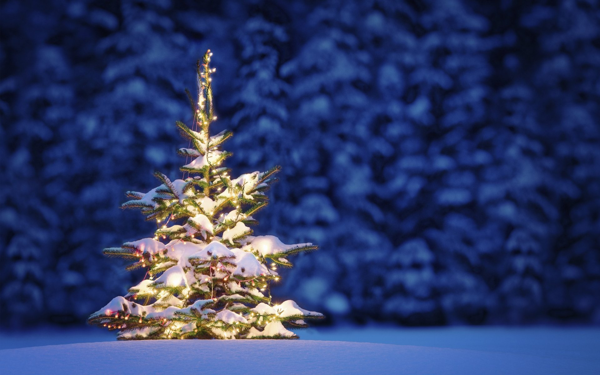 nature landscape snow tree winter night christmas new year