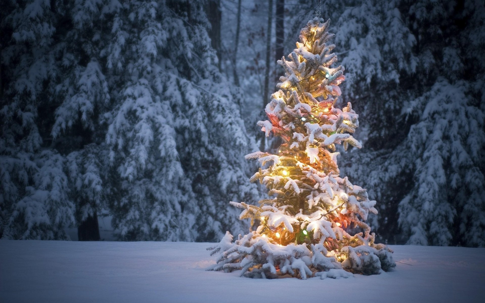 arbre de noël forêt neige hiver guirlande