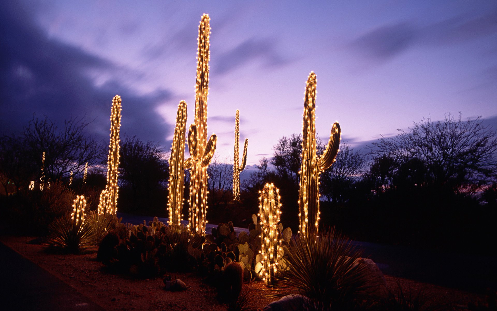 cactus désert nuit illuminations guirlande