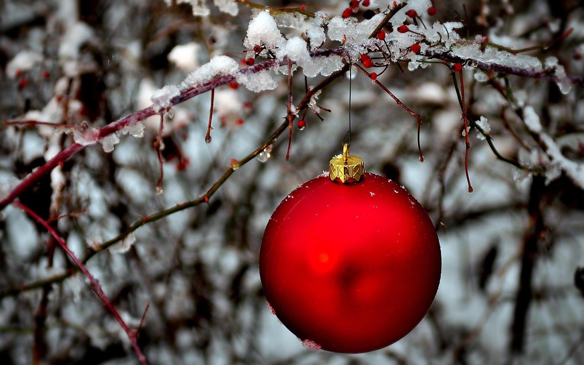 ball rot ball weihnachtsbaum spielzeug zweig eis winter neujahr