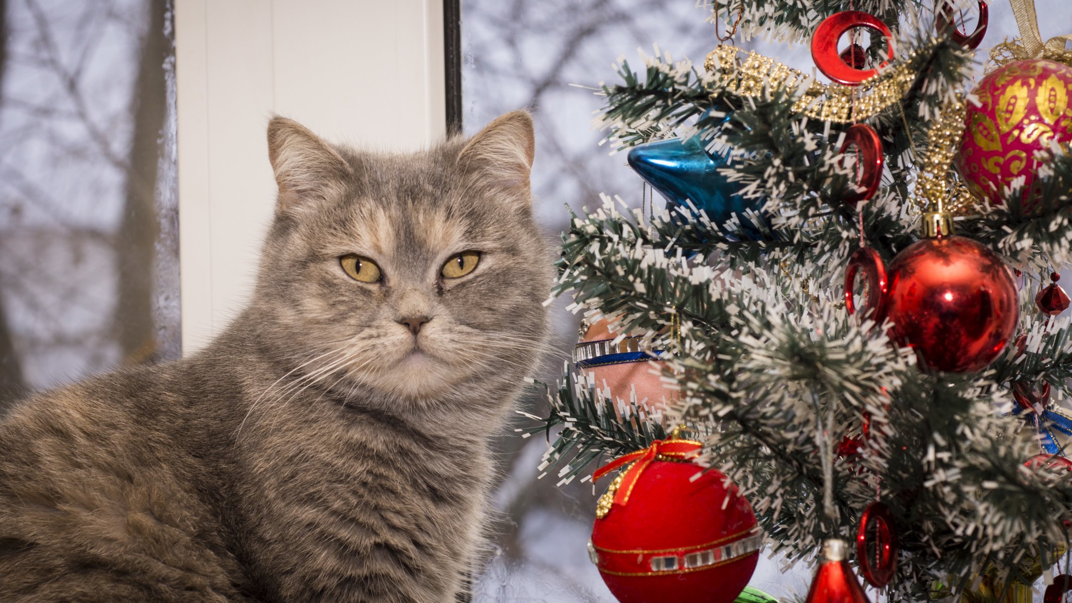 cat christmas tree new year holiday