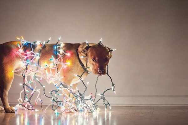 Cute pet dog in light bulbs