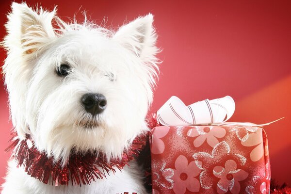 Chien blanc avec cadeau de Noël