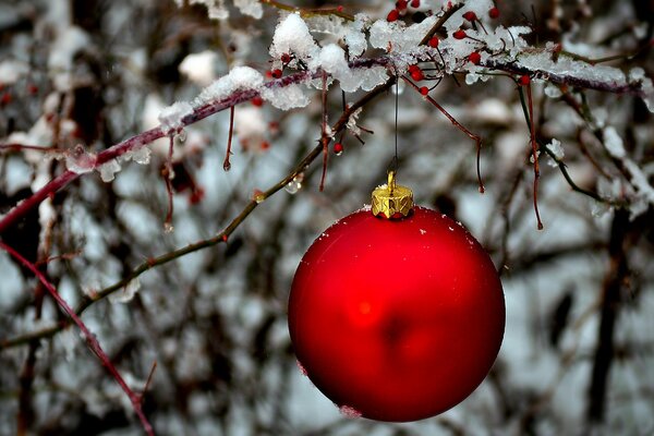 A red ball on an icy branch