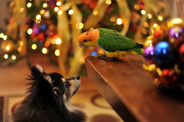 En el fondo del árbol de Navidad, un perro y un loro