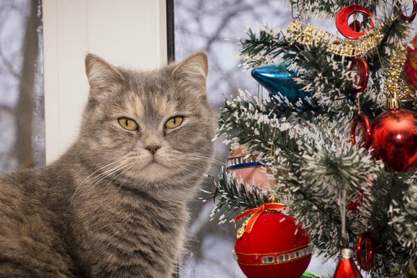 A beautiful cat and a Christmas tree