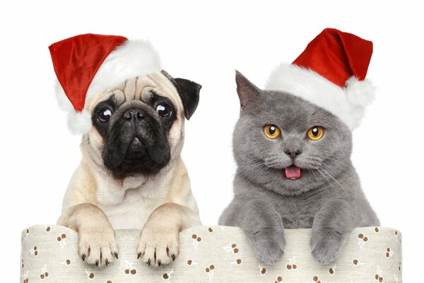 Ein Mops und eine Katze in Weihnachtsmützen