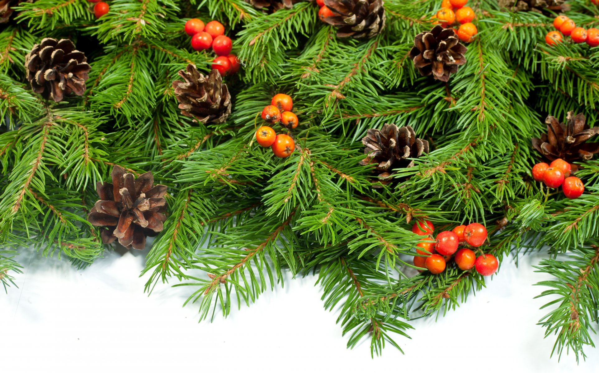 berries cone branch spruce