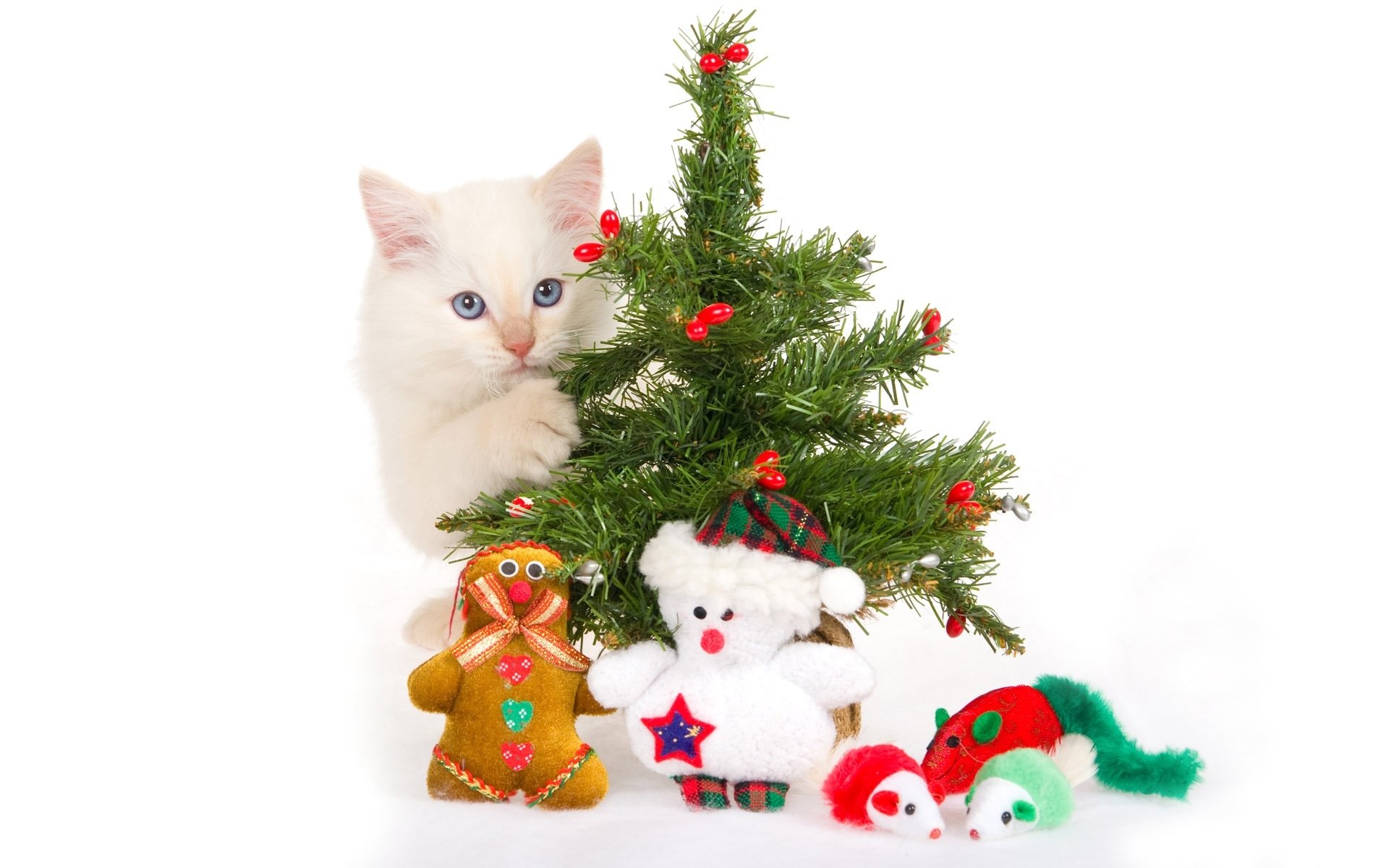 chaton arbre de noël jouets souvenirs fond blanc