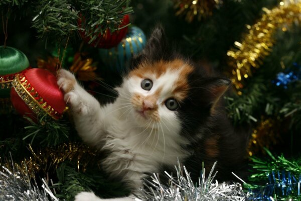 A little kitten is playing with Christmas decorations