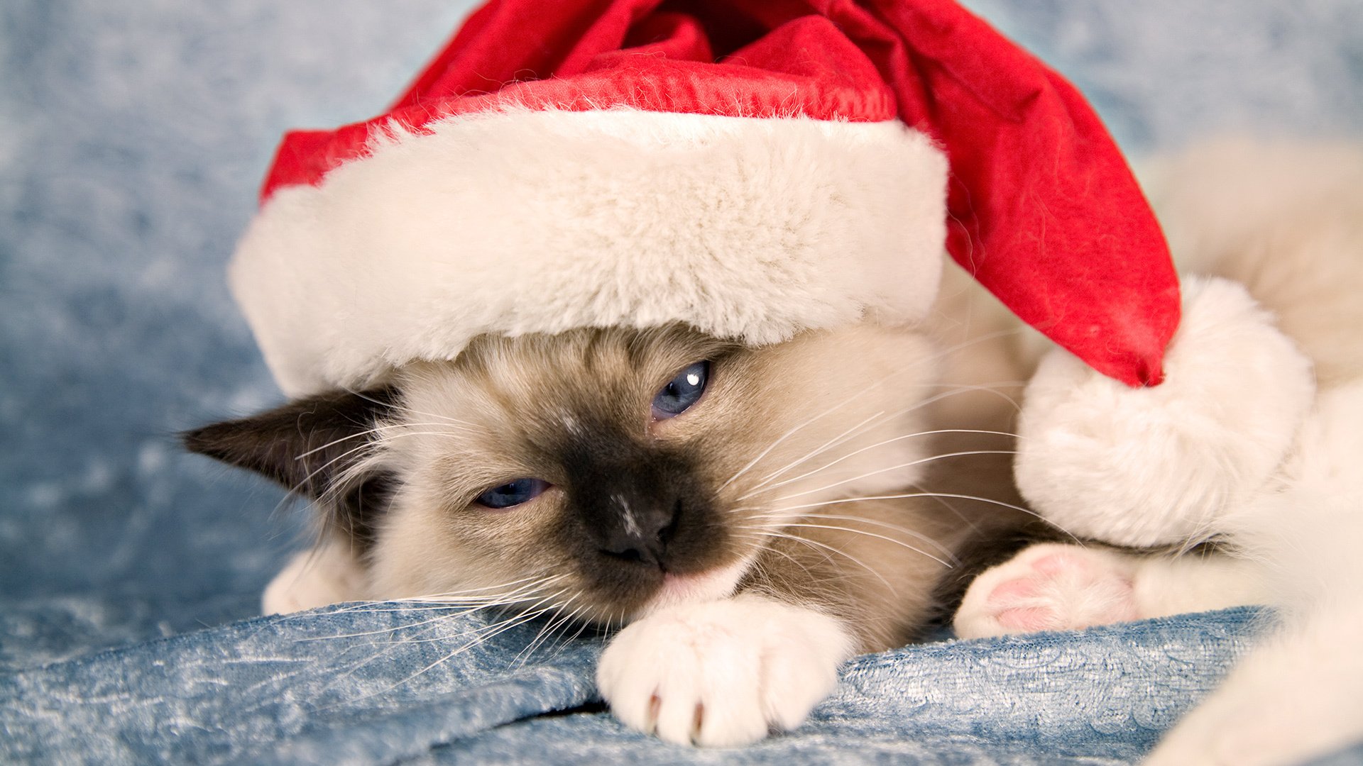 vacaciones año nuevo gato gato gatito gorro santa claus