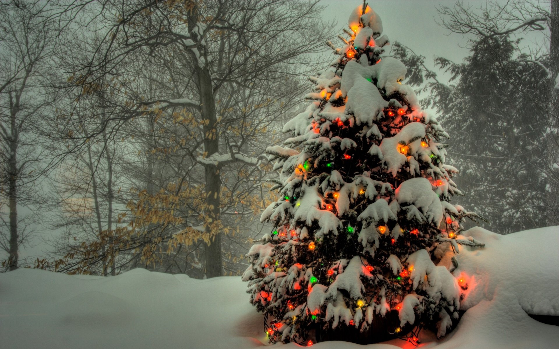 invernale.foresta neve ghirlande colorate luci