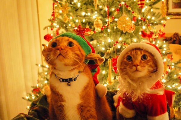 Two cats dressed as elves on the background of a Christmas tree