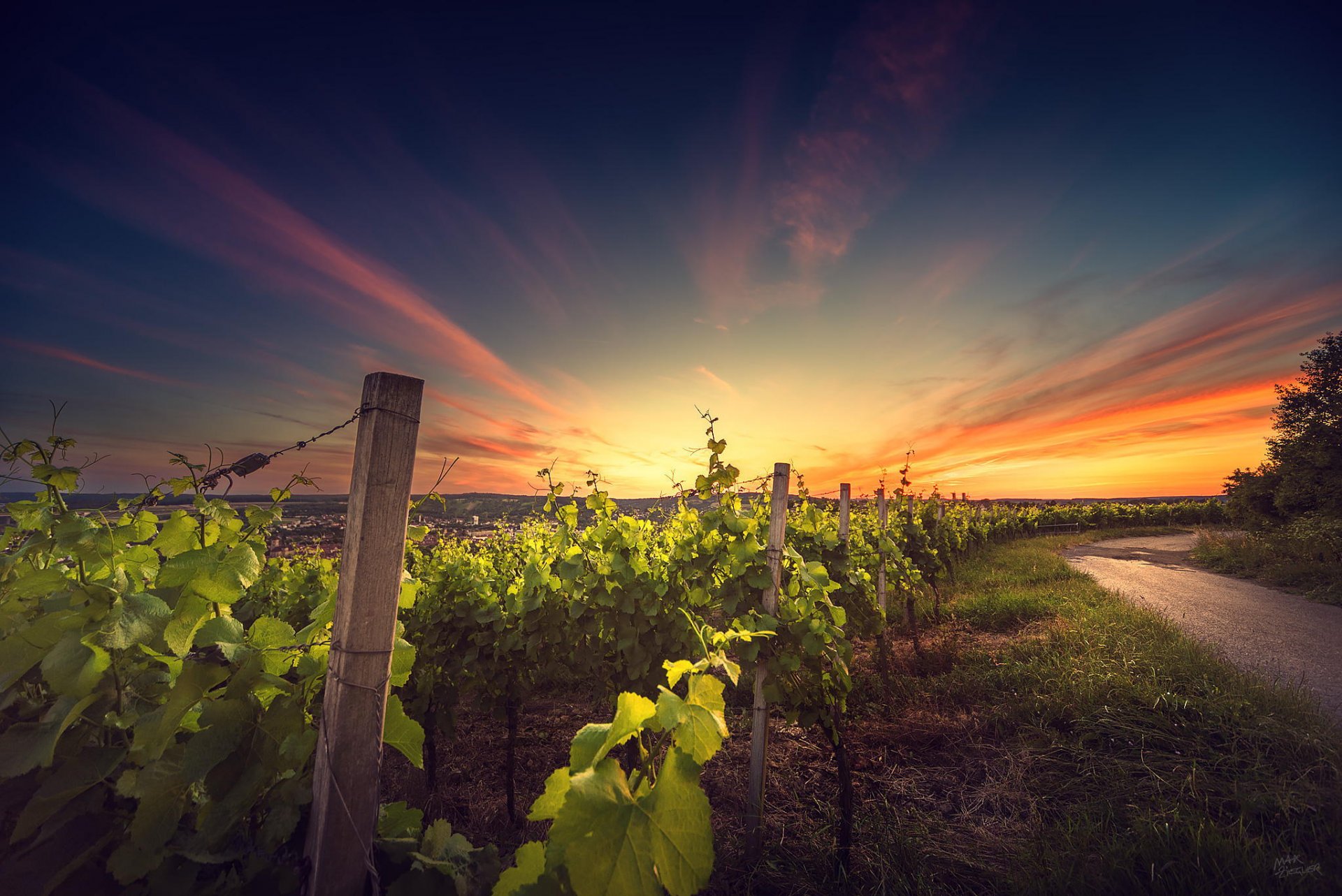 puesta de sol viñedo paisaje naturaleza