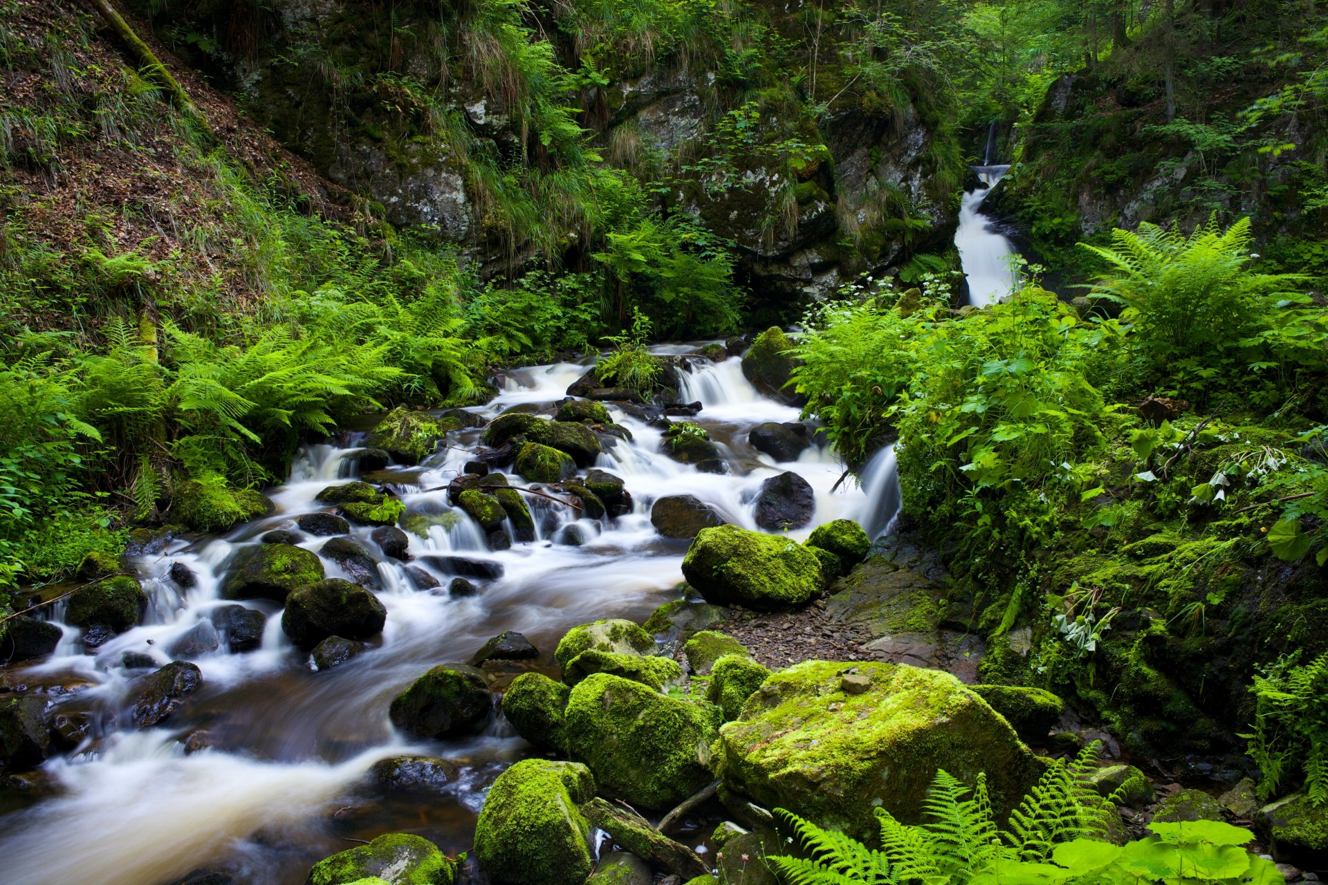 ravennaschlucht bosque negro alemania selva negra garganta arroyo río piedras vegetación