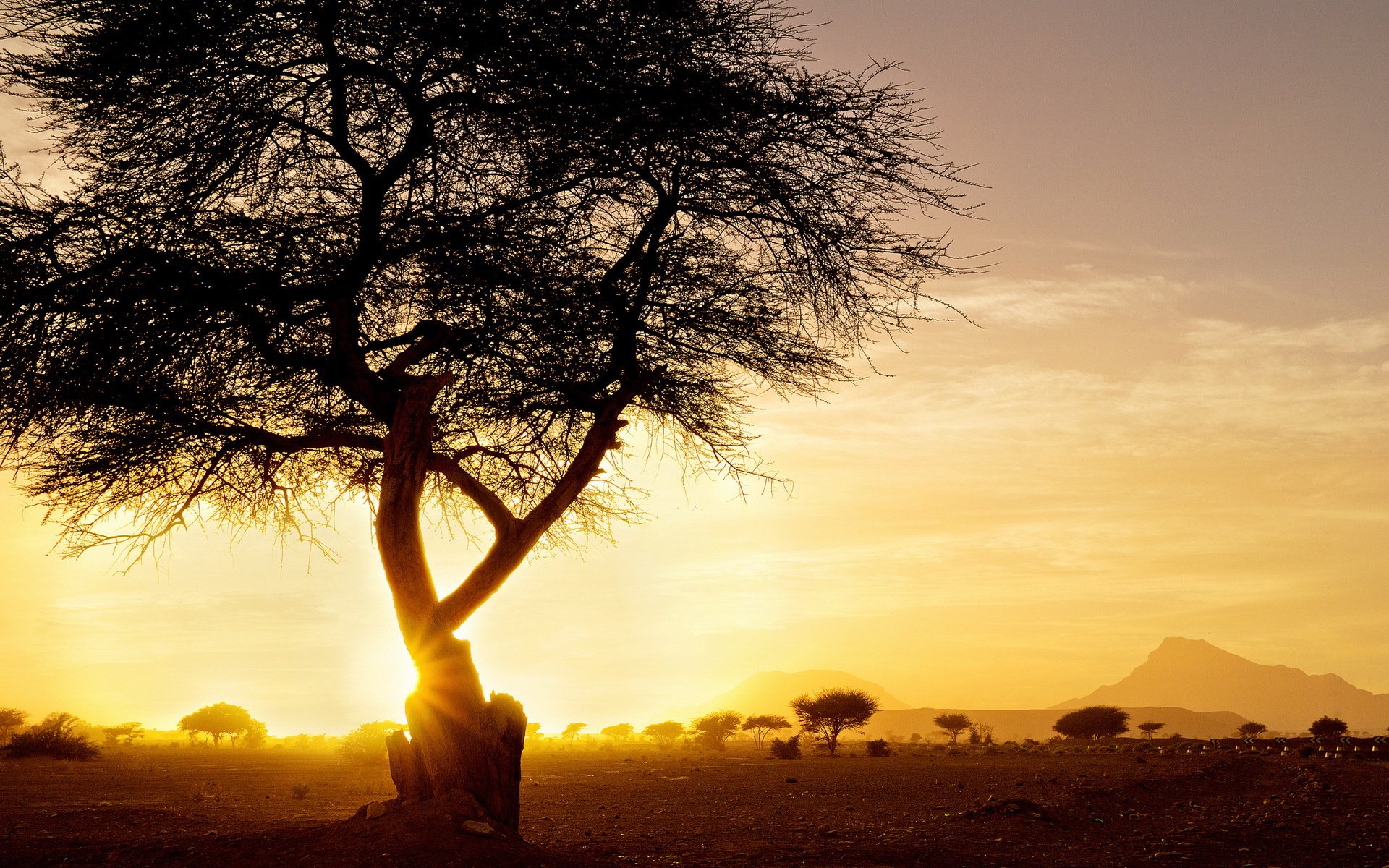 puesta de sol árbol paisaje