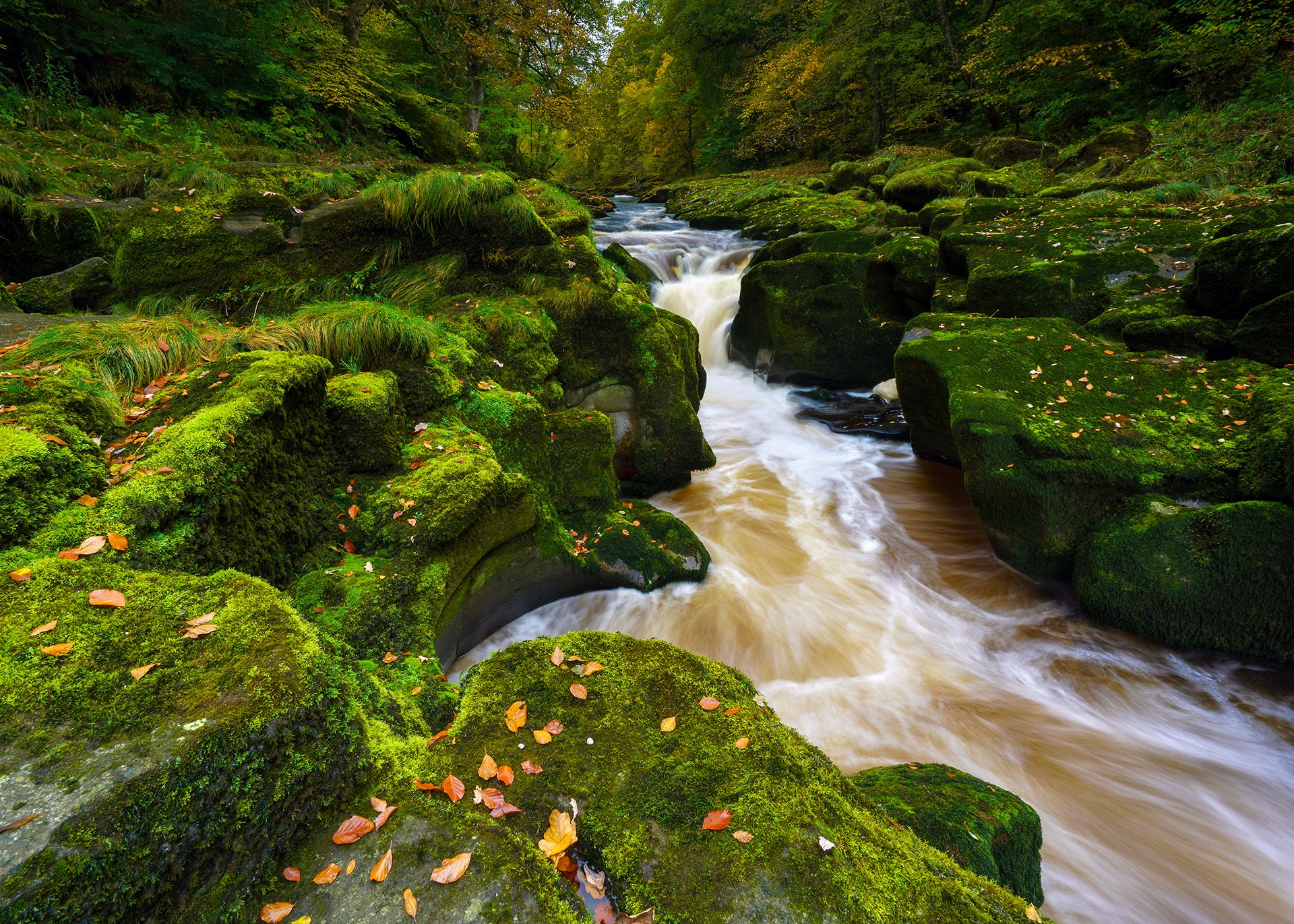 fiume wharf strid wood abbazia di bolton wharfedale yorkshire dales north yorkshire inghilterra warfydale abbazia di bolton yorkshire dales fiume pietre muschio autunno