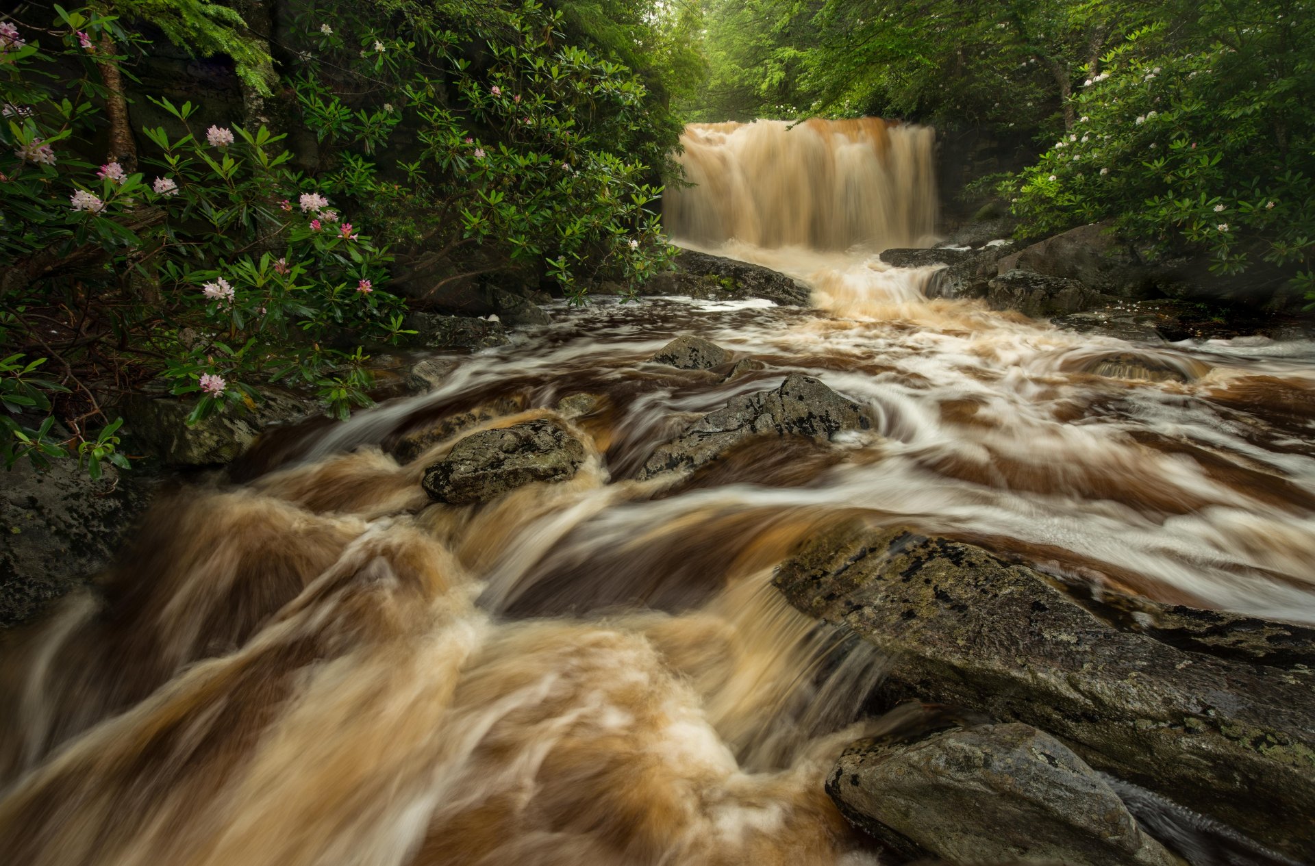 fiume ad alto chilometraggio virginia dell ovest virginia dell ovest cascata fiume flusso rocce foresta rododendri cespugli