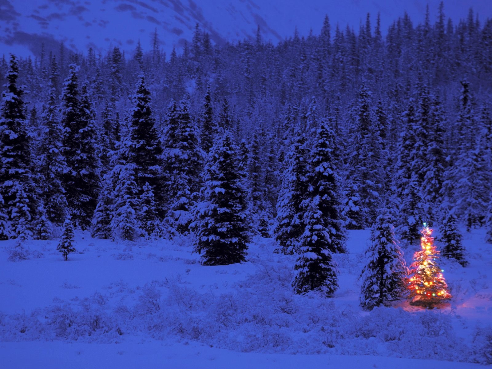 nouvel an hiver arbre de noël soirée lumières