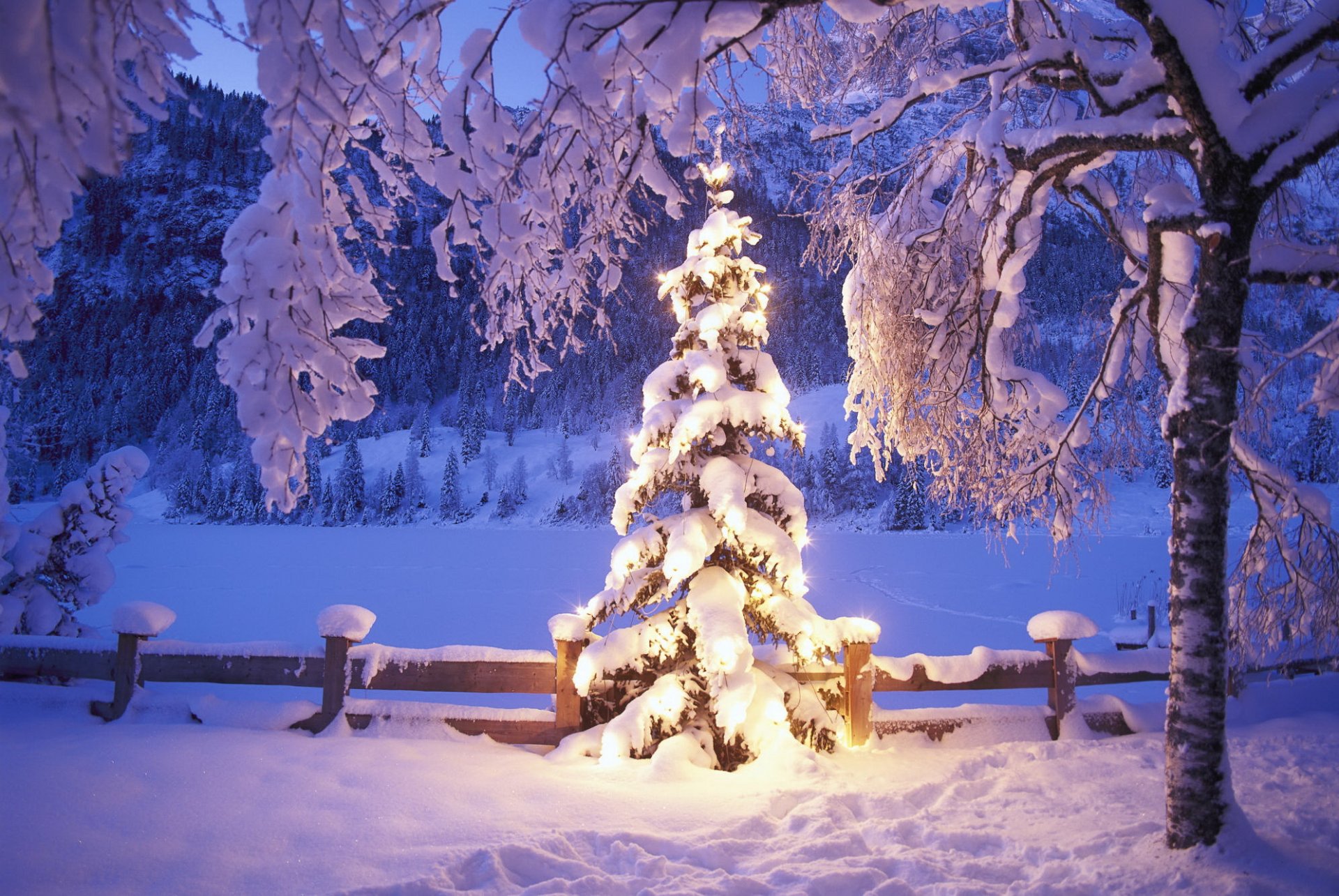 arbre de noël lumières neige hiver