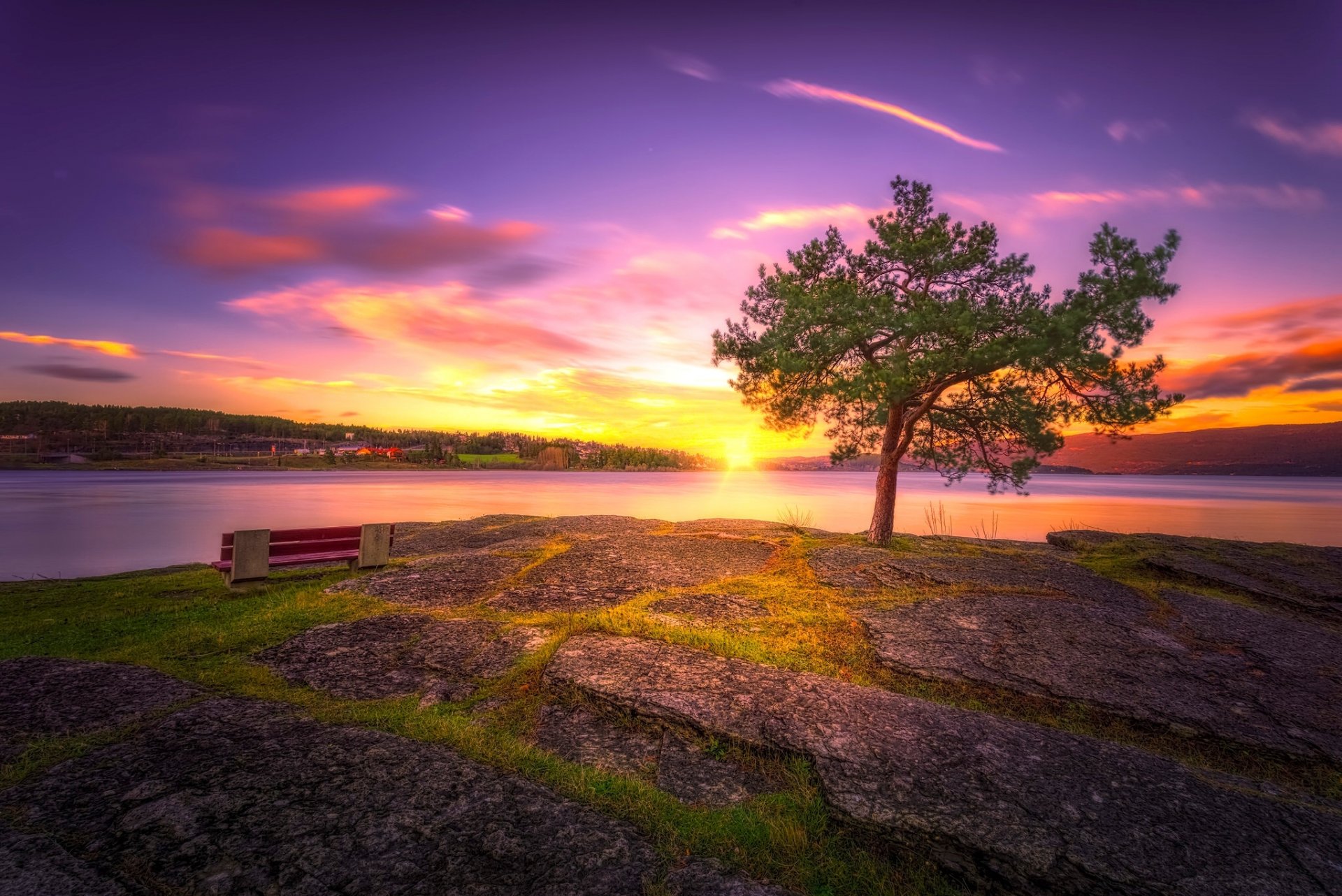 albero tramonto lago