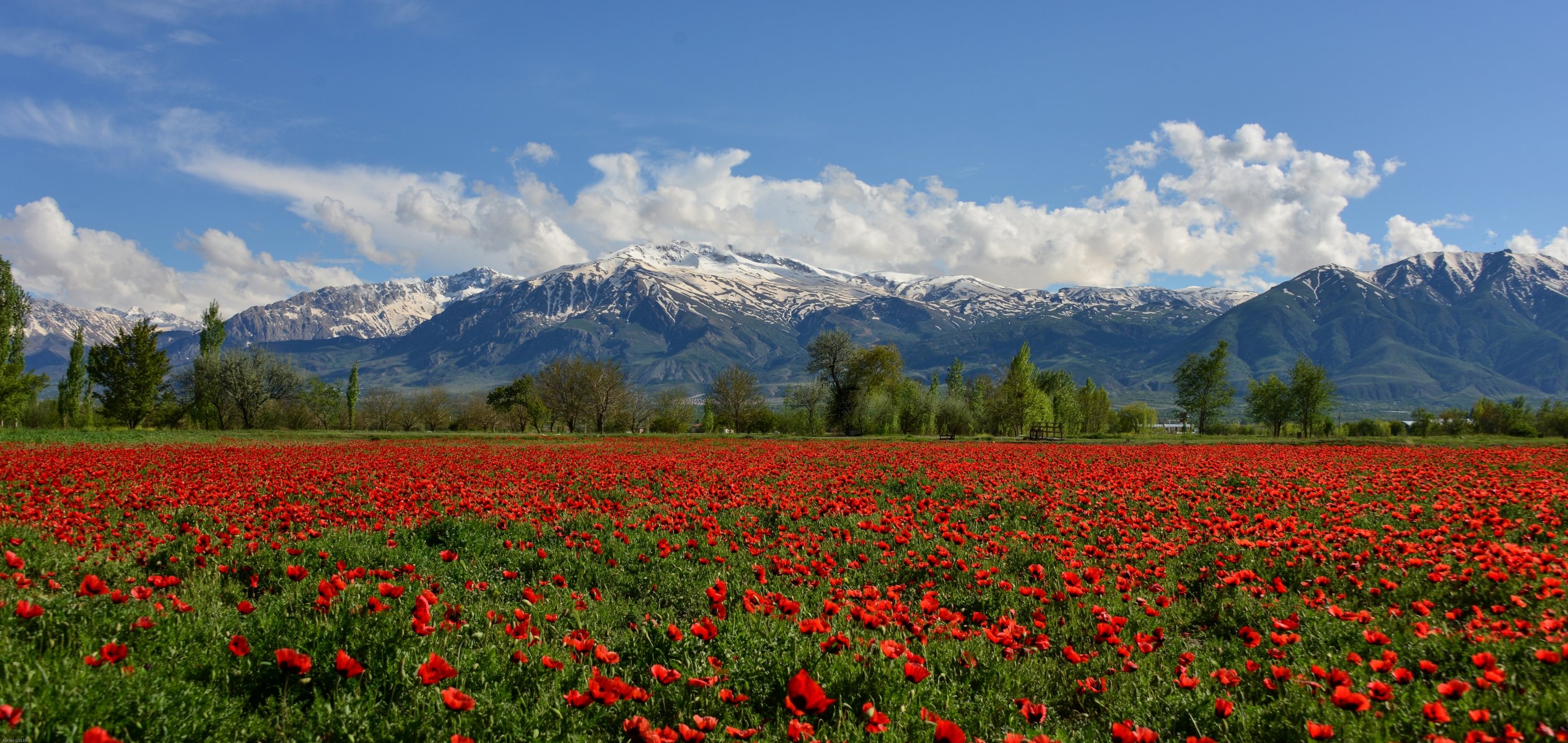 erzincan turchia montagne munzur montagne munzur campo di papaveri campo papaveri fiori montagne