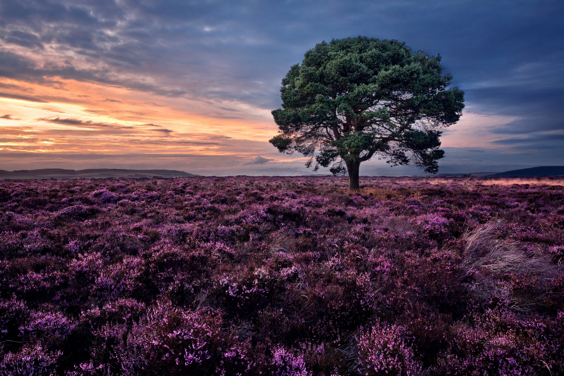 idlaw hills schottland sidlos sonnenuntergang heidekraut baum kiefer