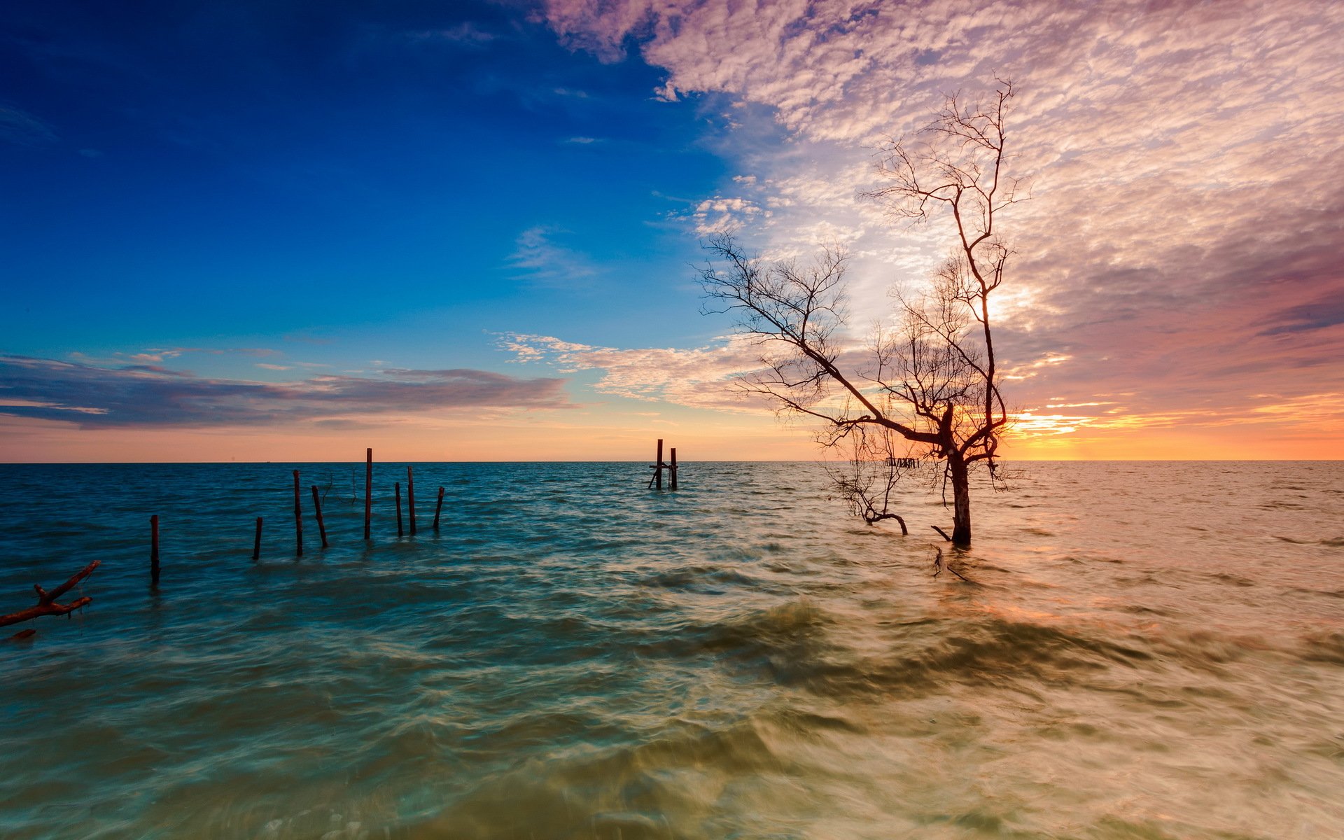 puesta de sol mar árbol paisaje