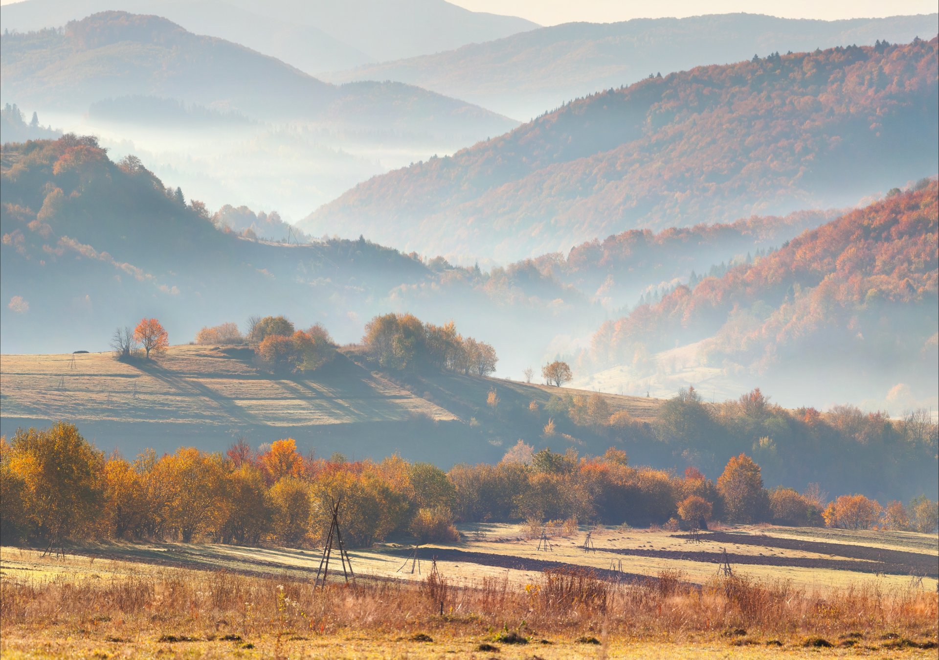 collines arbres nature brume