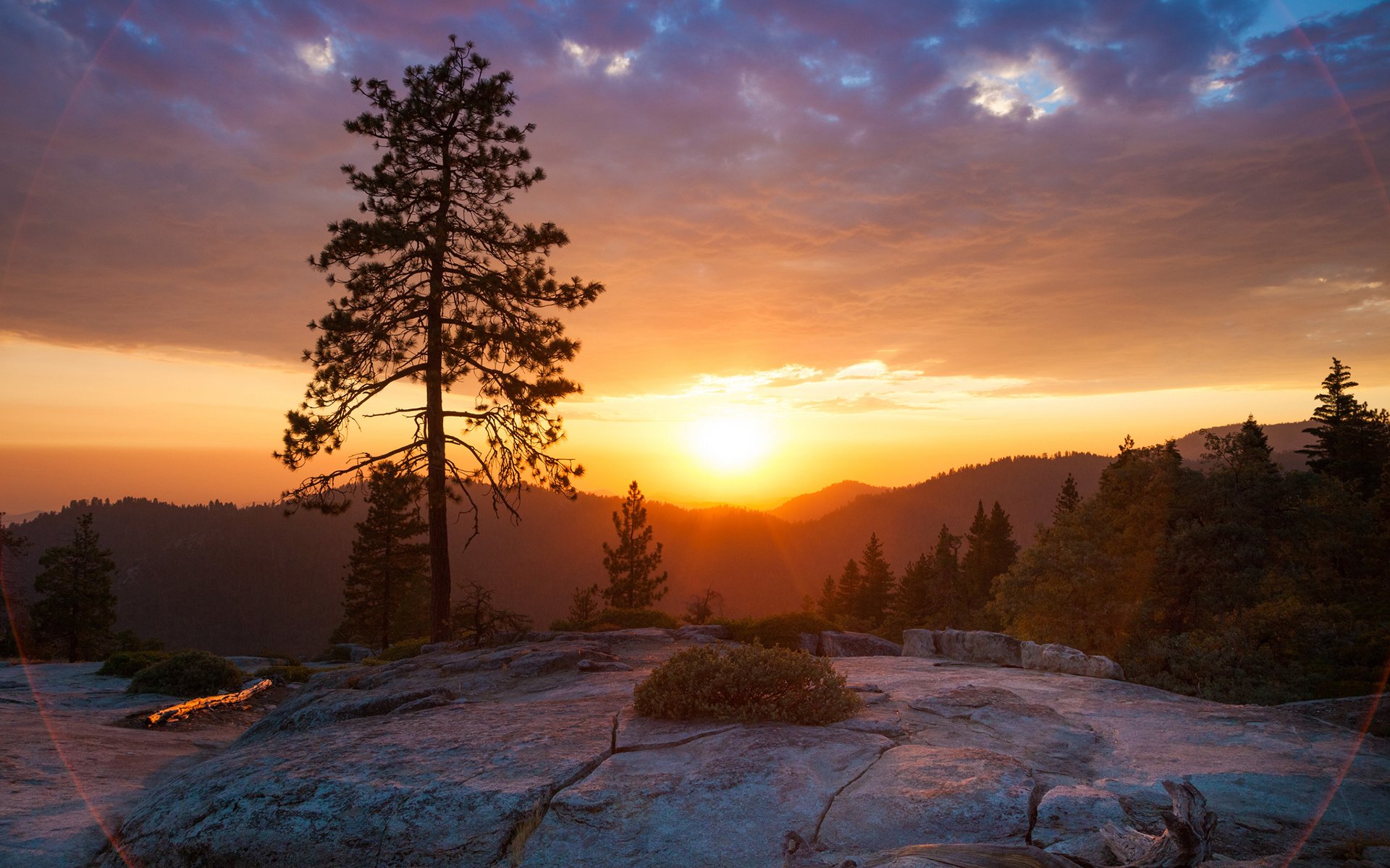 beetle rock sierra nevada montagna tramonto albero