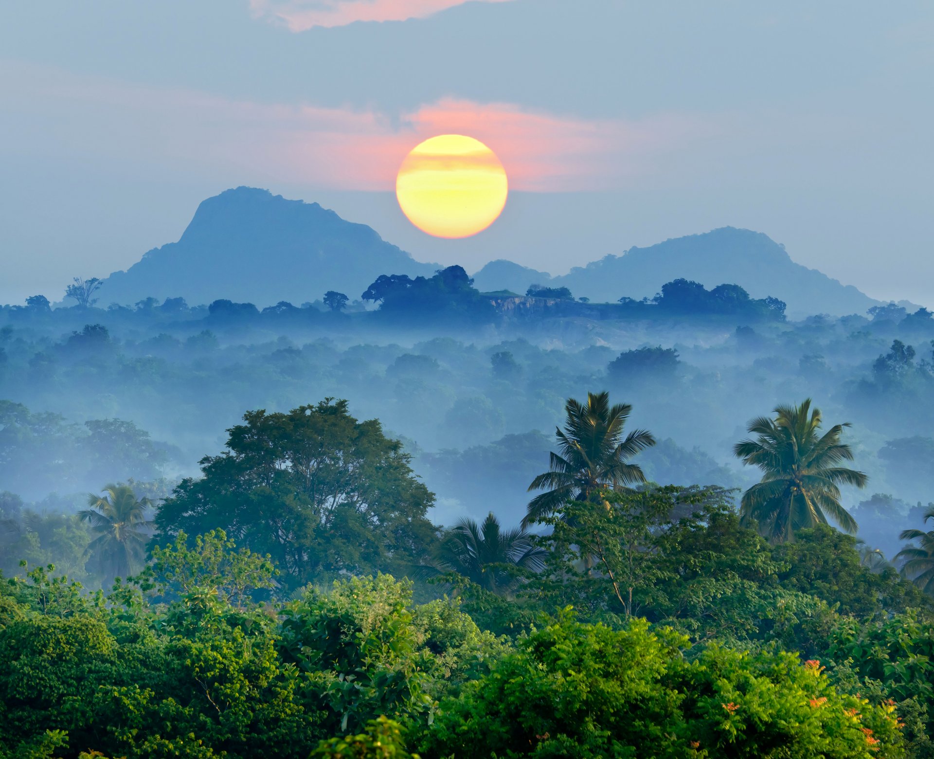 tropics forest mountain fog tree palm sun dawn beauty