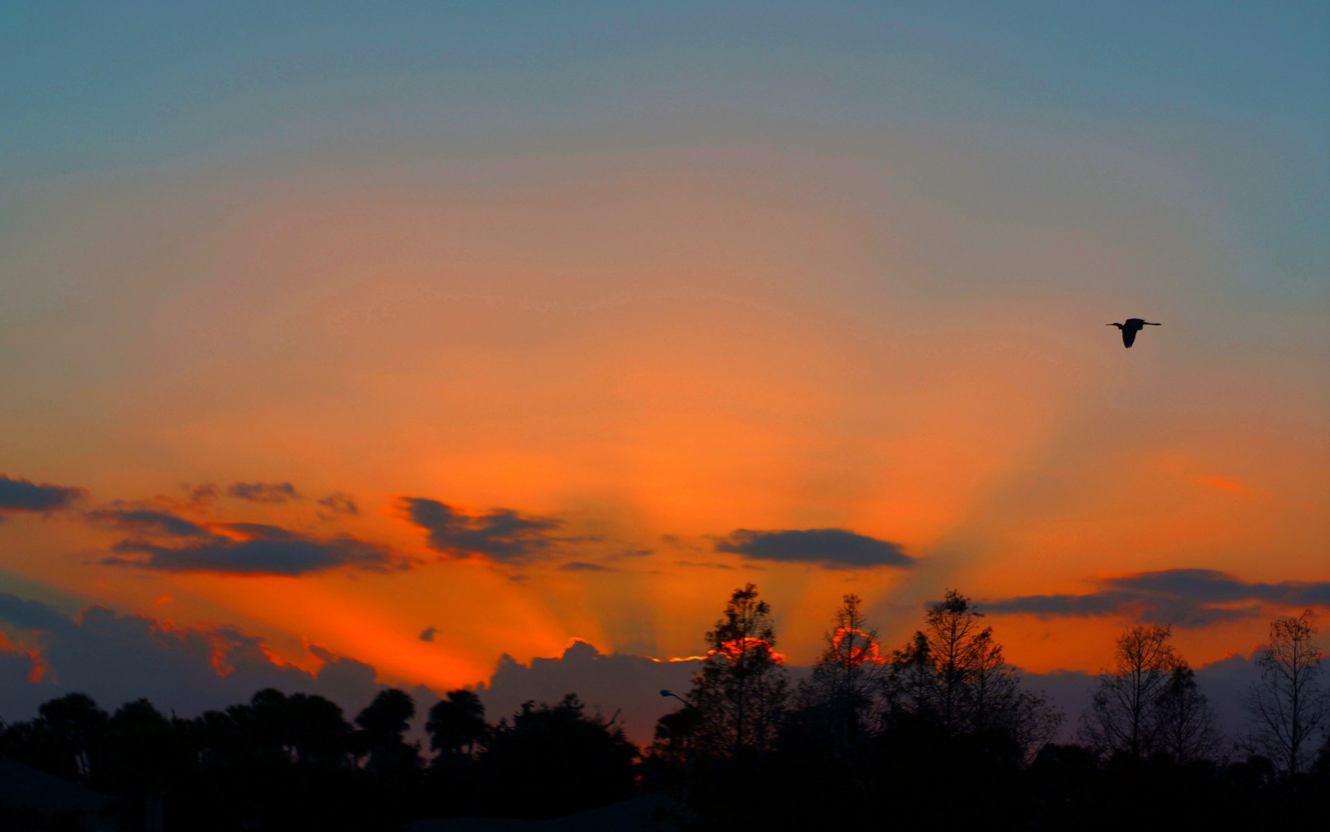 ky clouds sunset glow tree poultry silhouette