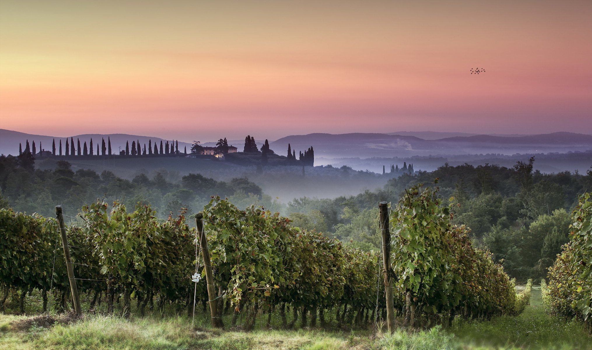 coucher de soleil vignoble paysage