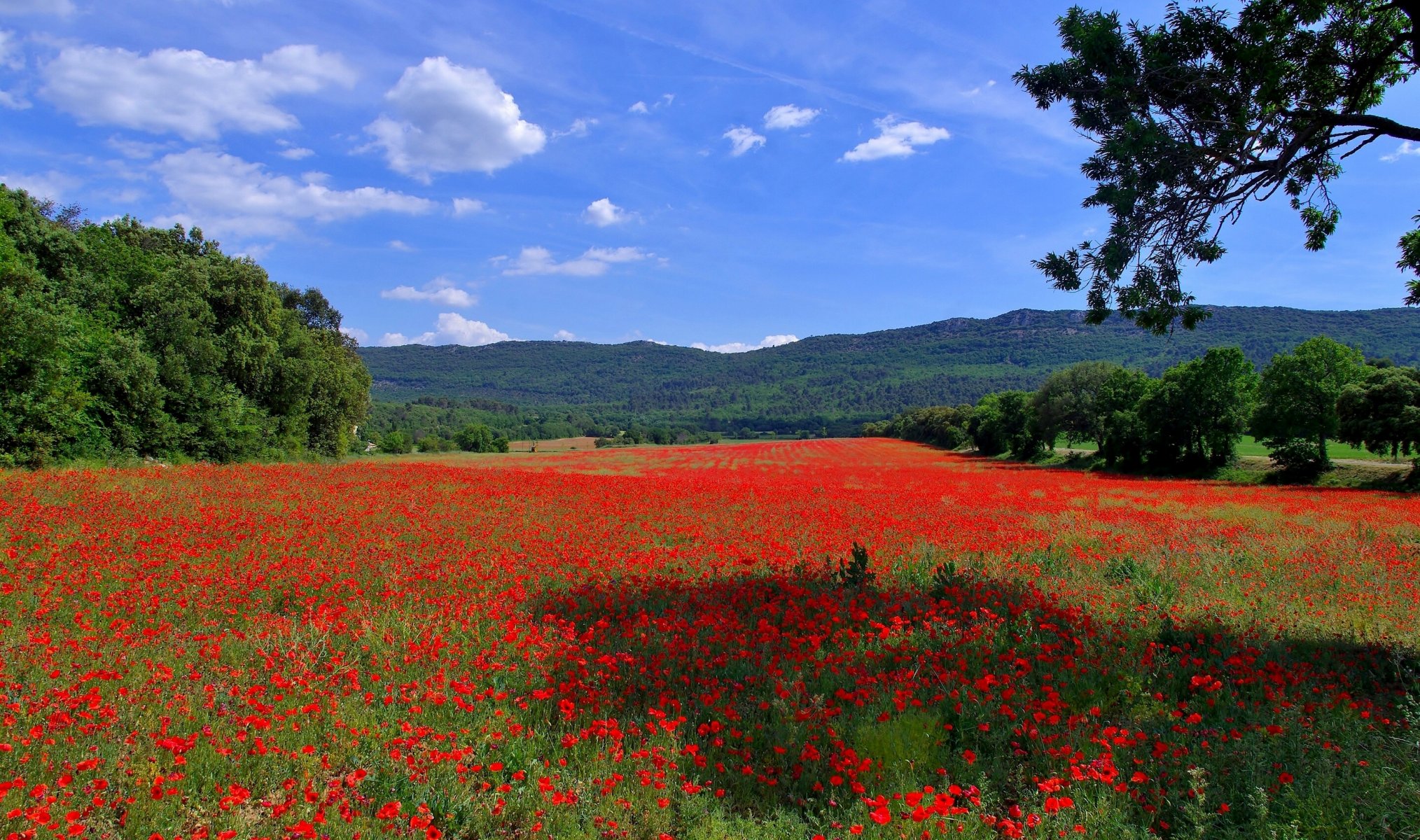 feld mohnblumen blumen bäume hügel berge weite