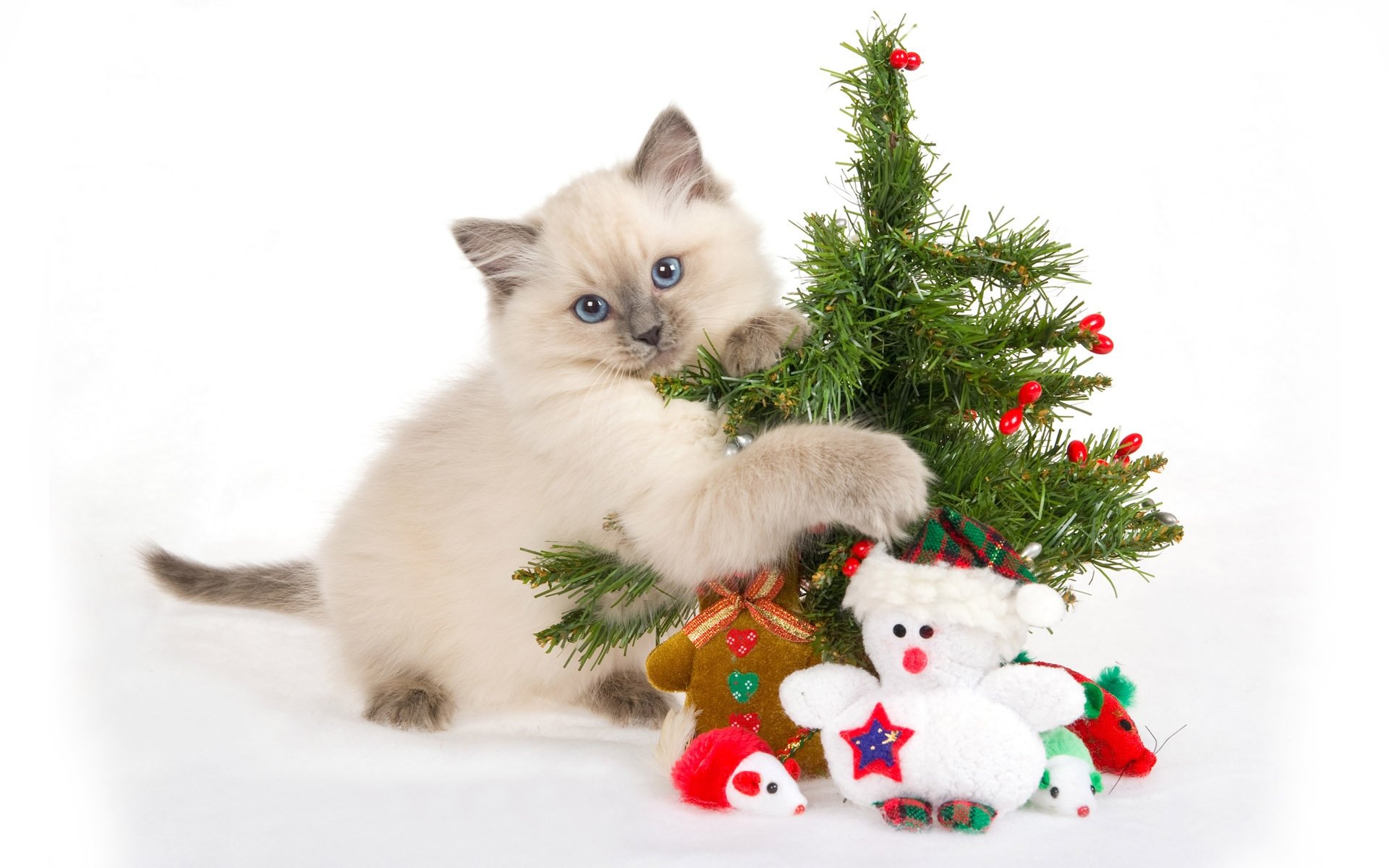 chaton cadeaux jouets