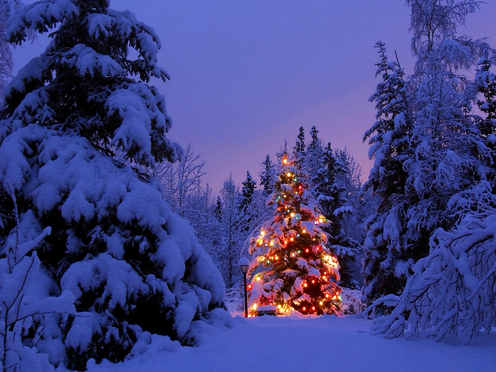 nouvel an forêt neige arbre de noël lumières