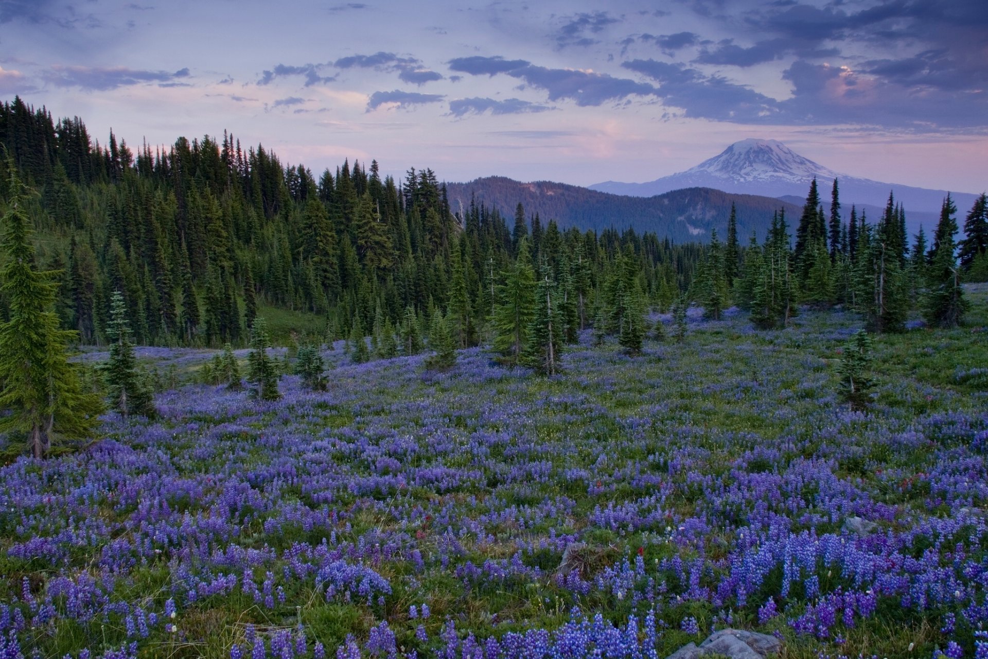 коза рок wilderness вашингтон каскад диапазон поляна цветы люпины деревья горы